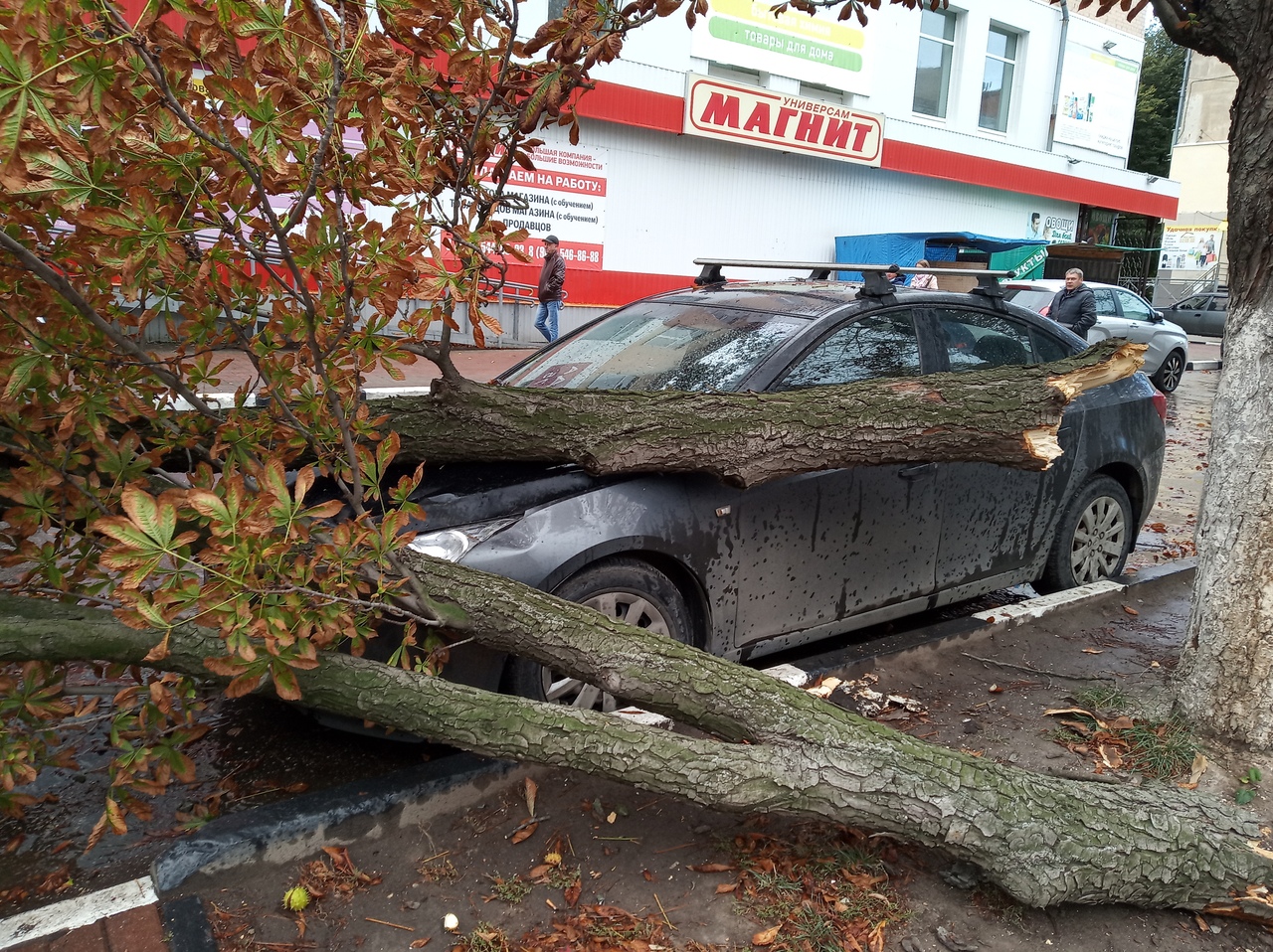 В Рязани упавшее на машину дерево чуть не придавило женщину с детьми |  22.09.2019 | Рязань - БезФормата