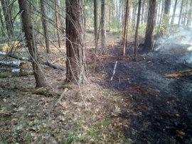 В Касимовском районе загорелся лес