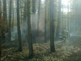 Лесной пожар в Чучковском районе тушат 13 человек