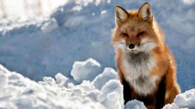 В Пронском районе дикие лисы напали на собаку