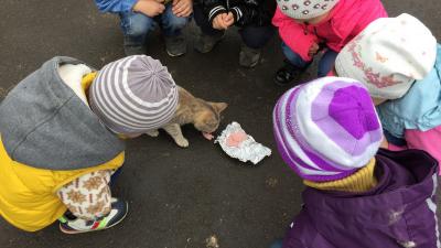 Юные сасовцы протянули руку помощи бездомным кошкам