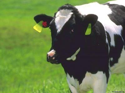 Рязанские коровы дают всё больше молока