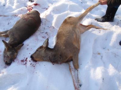 Под Михайловом браконьеры убили пять косуль и кабана