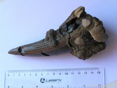 Неподалёку от Михайлова найден зуб динозавра
