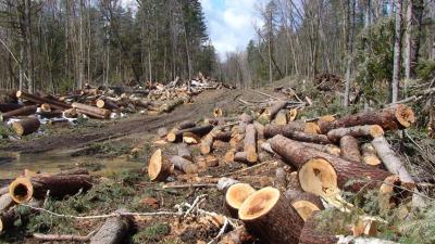 С начала года в лесах Рязанщины пресечено 76 случаев незаконной рубки деревьев
