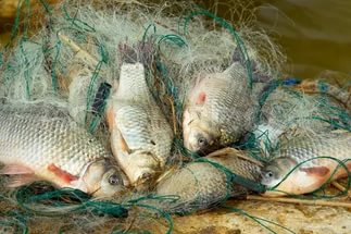 Касимовского пенсионера уличили в лове рыбы сетью