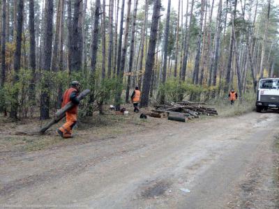 В лесах Солотчи расчищают валежник