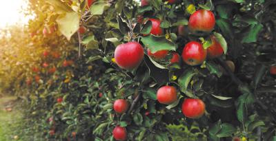 Россельхозбанк: Яблоки от фермеров на родине Мичурина