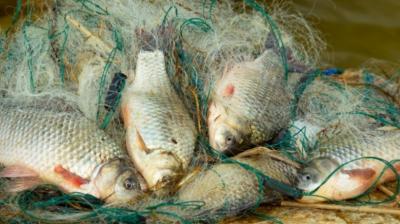 На Оке близ Елатьмы полицейские поймали рыбаков-браконьеров