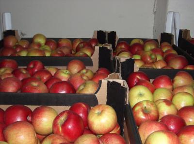 В Касимове нашли 28 килограммов запрещённых к ввозу яблок