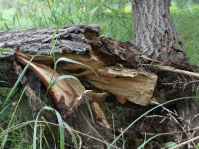 За повреждение деревьев в Рязанском районе нарушитель заплатит свыше 5000 рублей