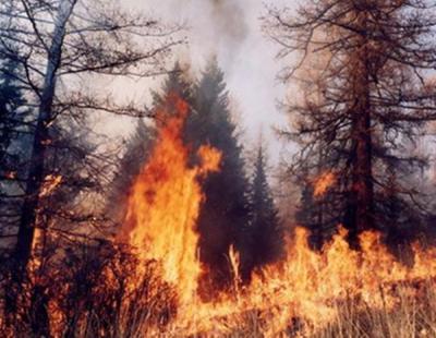Поставлена задача по предупреждению лесных пожаров на Рязанщине