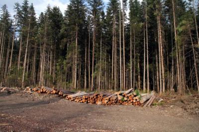 Контрольно-счётная палата Рязанской области проверит расходы на охрану лесов