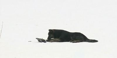 Утки в Дашково-Песочне страдают от мороза и бродячих собак