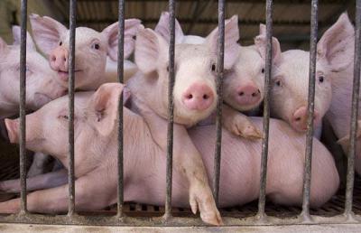 Рязанская область запретила ввоз свиней из четырёх регионов