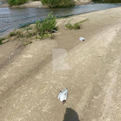 На берегу Оки в Рязани засняли множество мёртвых чаек