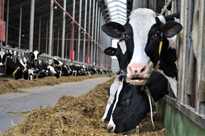 Молочное животноводство Рязанской области вышло на новый уровень