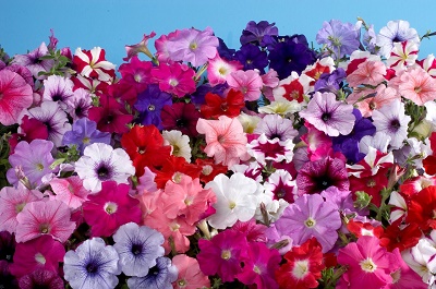 Весной в Рязани высадят более полумиллиона цветов