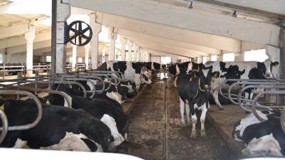 В пронском хозяйстве озабочены падением цен на молоко