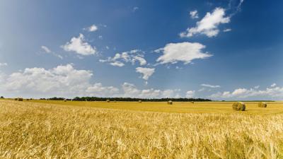 Рязанщина занимает второе место в ЦФО по темпам уборки зерновых и озимого сева