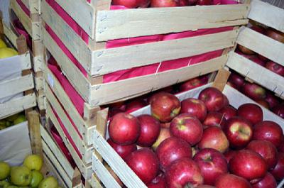 В Ряжске уничтожили около 2,5 тонны яблок, гранатов, томатов и груш