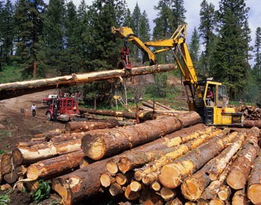 В ходе выполнения лесных работ в Рязанской области нарушений пока не выявлено
