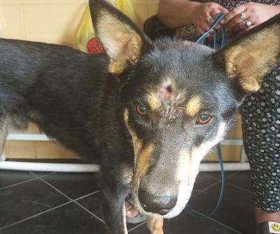В Рязани собирают деньги на операцию собаке, которой прострелили голову