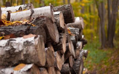 Комплект документов на получение древесины для собственных нужд рязанцев увеличился