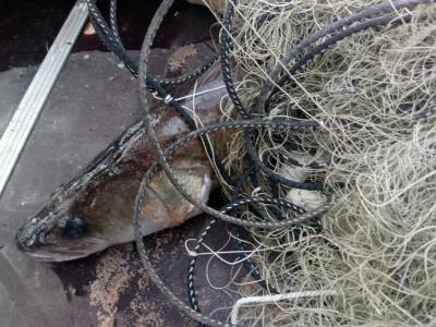 В октябре из рязанских рек незаконно извлекли более 30 килограммов ценной рыбы