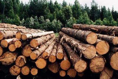 На Рязанщине проверят арендаторов лесных участков, заготавливающих древесину