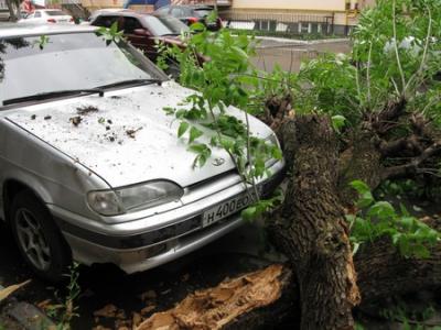 В центре Рязани на «Жигули» упало дерево