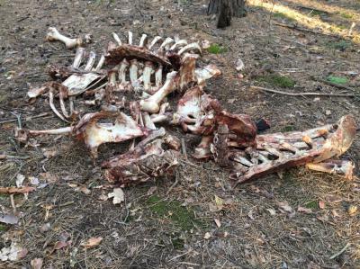 В лесу под Рязанью обнаружены останки животных