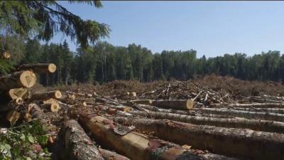 Вырубка древесины Кораблинского лесничества обойдётся примерно в два миллиона рублей в год