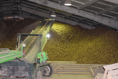 Клепиковское предприятие отгрузило 26 тонн картофеля для сети «Макдональдс»
