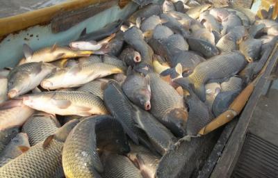 В Рязанском регионе на треть выросло производство рыбы