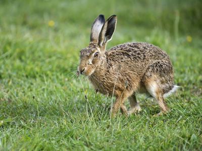 На Рязанщине ограничили сроки охоты на зайцев