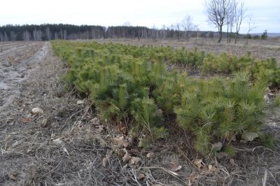В Рязанской области начали высаживать сеянцы сосны на месте вырубок и гарей