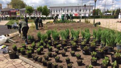На площади Ленина высадили 700 многолетних растений
