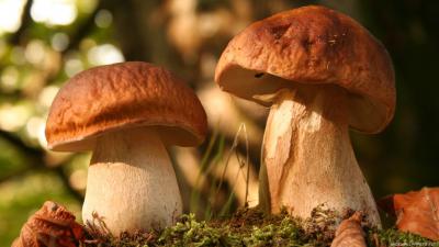 Рязанцам напомнили, как не отравиться грибами
