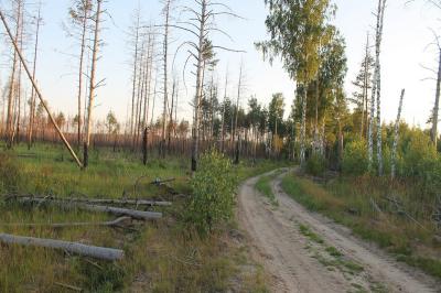 Активисты ОНФ призывают власти восстановить сгоревший лес под Спасском