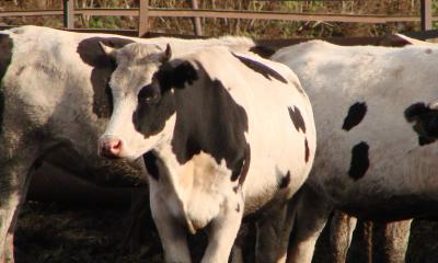 На рязанские фермы продолжают завозить коров