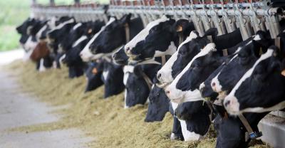 Рязанщина вошла в ТОП-20 регионов-производителей молока