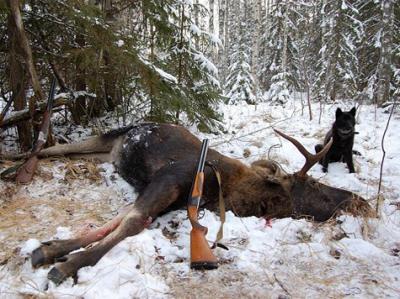 Клепиковская полиция нашла браконьера, убившего лося