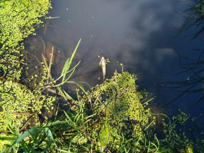 Вода в речке в Пронском районе резко изменила цвет