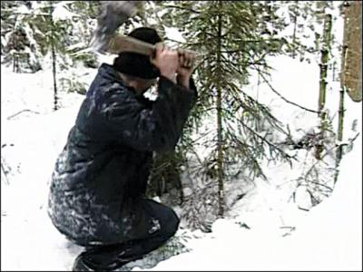 Ущерб от незаконной рубки ёлок в рязанских лесах превысил 400 тысяч рублей
