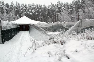 В рязанском журавлином питомнике снег обрушил вольер и повредил электропровода