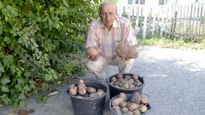 Житель Шилово вырастил картофелину, которой можно накормить всю семью