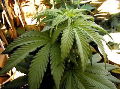 Более килограмма марихуаны изъяли наркополицейские у жителя Шиловского района