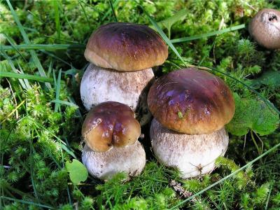 В Рязанском регионе ищут нелегальных продавцов грибов