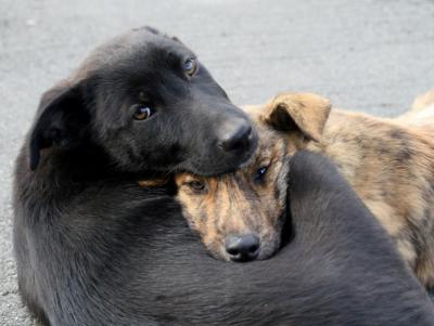 В Рязани отловят бездомных кошек и собак